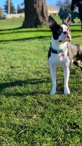 Boston Terrier Stud Listing Image