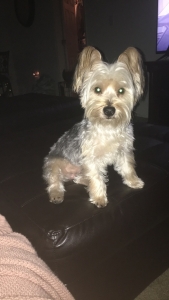 Yorkie-Poo Stud Listing Image