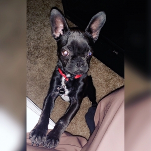 Frenchton STUD (Designer Breed: Frenchbull Dog x Boston Terrier)  Listing Image