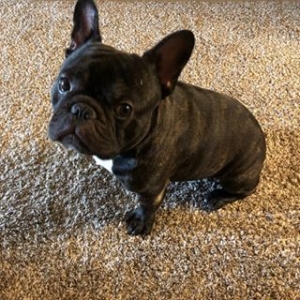 Male Brown Brindle Stud Service Listing Image