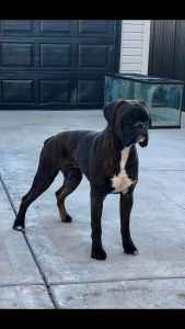 brindle german boxer