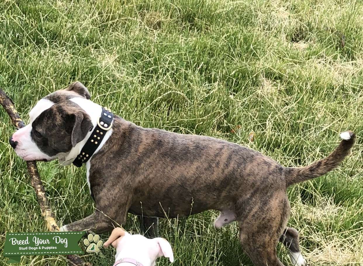 American bulldog cross staff for stud Stud Dog Lincolnshire Breed Your Dog