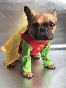 FRENCH BULLDOG STUD SERVICE - BLACK FACE RED FAWN Listing Image
