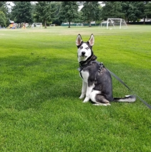 Husky stud looking for female in heat Listing Image