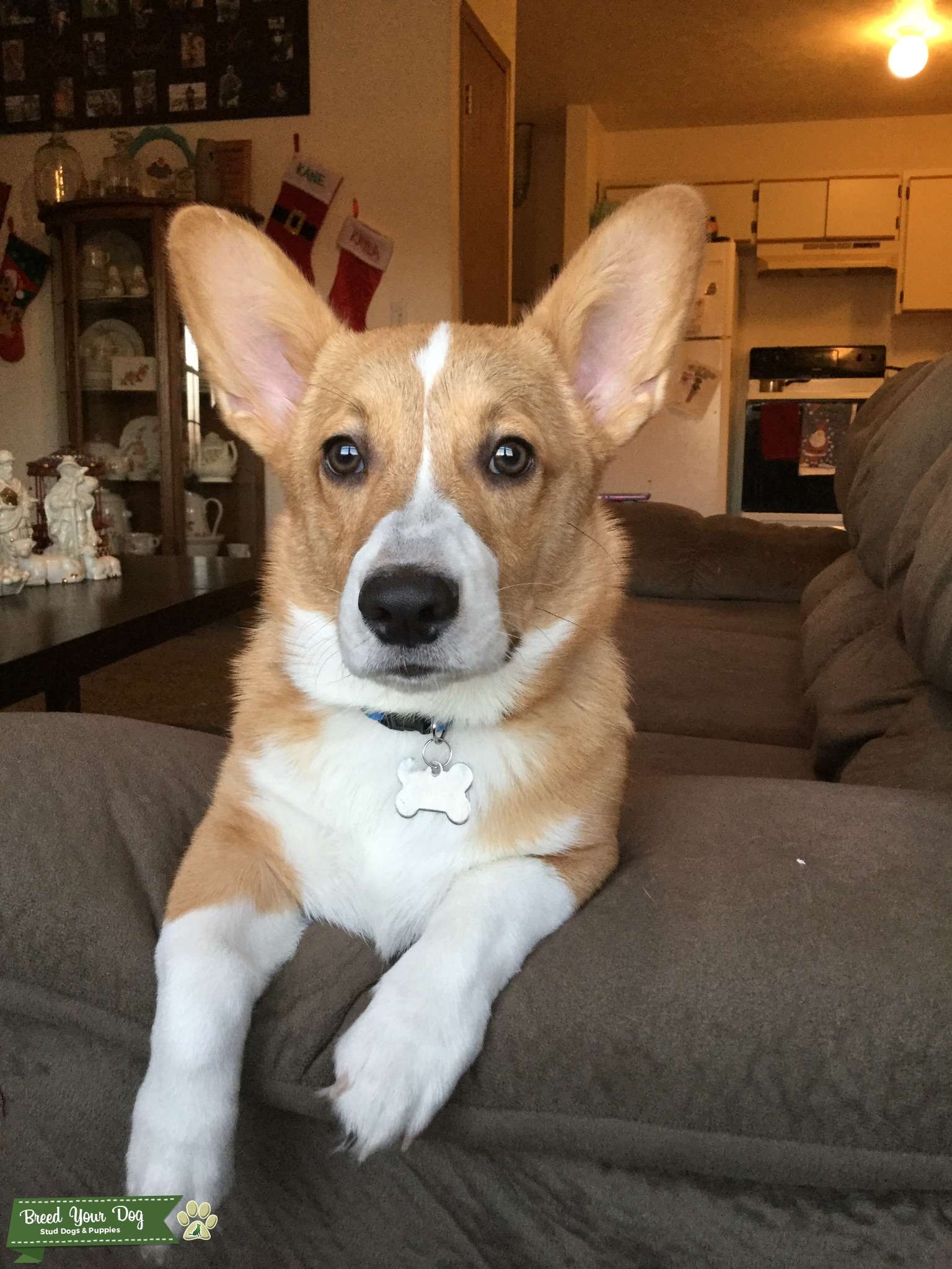 AKC registered stud Stud Dog in Missouri, the United States Breed Your Dog