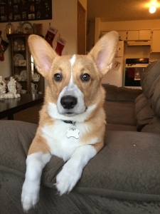 AKC registered corgi stud Listing Image