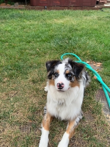 Australian Shepherd  Listing Image