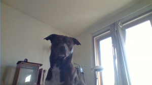 Medium sized lab pit mix. Inside, Outside, all around great dog Listing Image