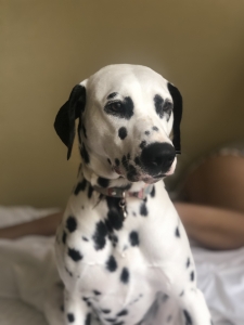 Female Dalmatian Listing Image