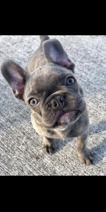 Blue brindle Listing Image