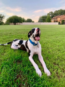 Harlequin Male Great Dane Stud Listing Image