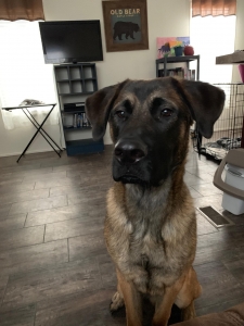 German Shepard Bull Mastiff mix Listing Image