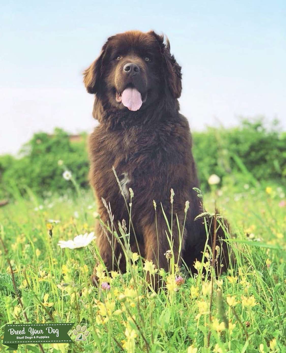 Chocolate Brown Newfoundland Stud Stud Dog Berkshire Breed Your Dog