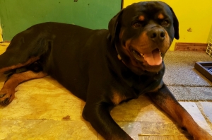 German rottweiler  Listing Image