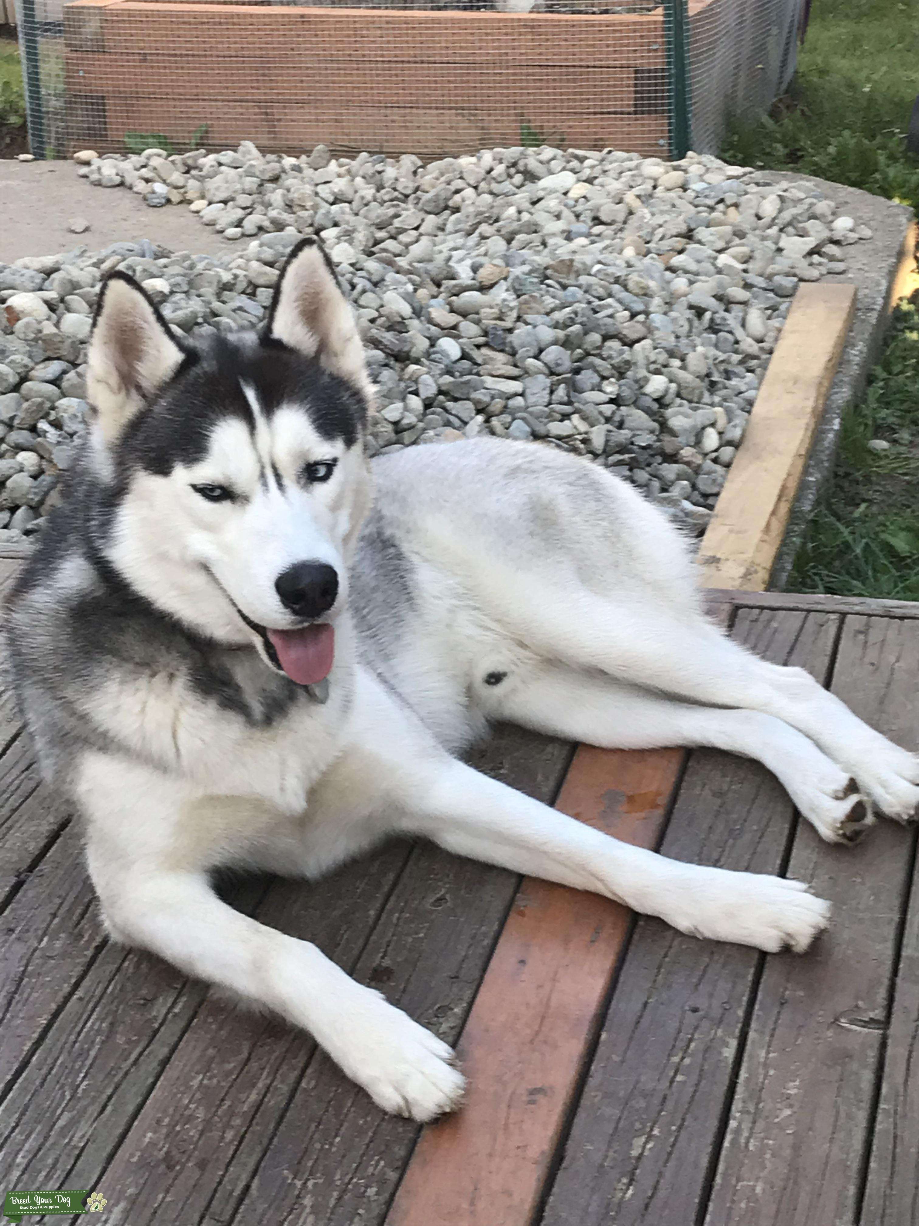 Black/White Siberian Husky Stud Dog in Washington, United States Breed Your Dog