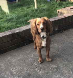 caramel cocker spaniel