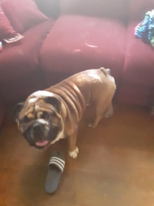 I have my English bulldog stud waiting to make some pups  Listing Image