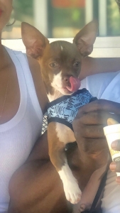 Chihuahua Stud 8mos Listing Image