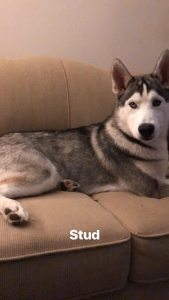 SIberian husky Listing Image