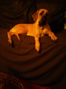 AKC English mastiff Listing Image