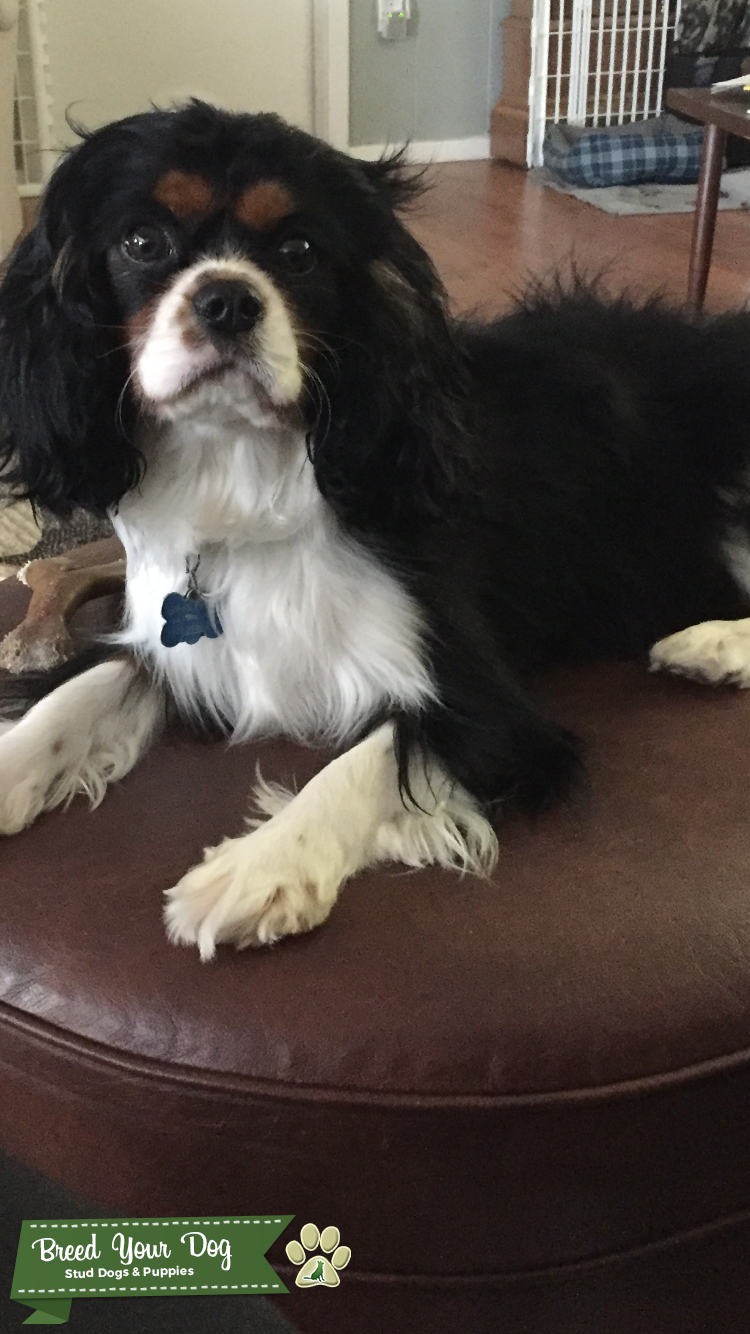 Cavalier Stud Stud Dog in Mississippi, the United States Breed Your Dog