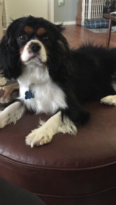 Cavalier Stud Listing Image