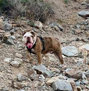 English bulldog  Listing Image
