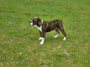 Olde English Bulldog Listing Image