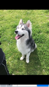 Alaskan Malamute stud Listing Image