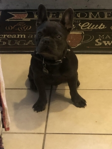 French Bulldog  Listing Image
