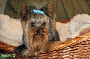 AKC Chocolate Parti Yorkshire Terrier Yorkie Stud Service  Listing Image