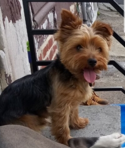 Yorkie for STUD Listing Image