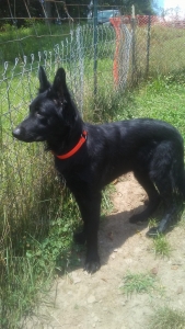 All black german shepherd stud Listing Image