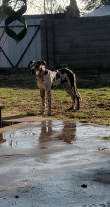 Female Great Dane Listing Image