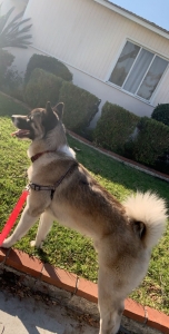 Male American Akita Stud Listing Image
