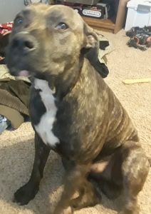 AMSTAFF Male Listing Image