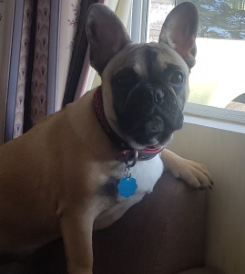 Stud/,French Bulldog Listing Image