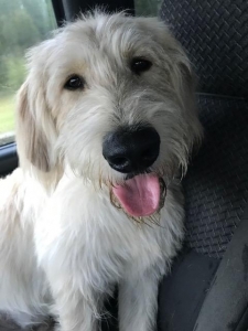 Cream Labradoodle F-1 Listing Image