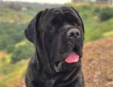 Stud Dog Cane Corso Stud Breed Your Dog