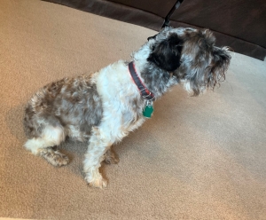 Miniature schnauzer stud Listing Image