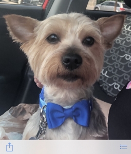 Handsome 2 year Yorkie Listing Image