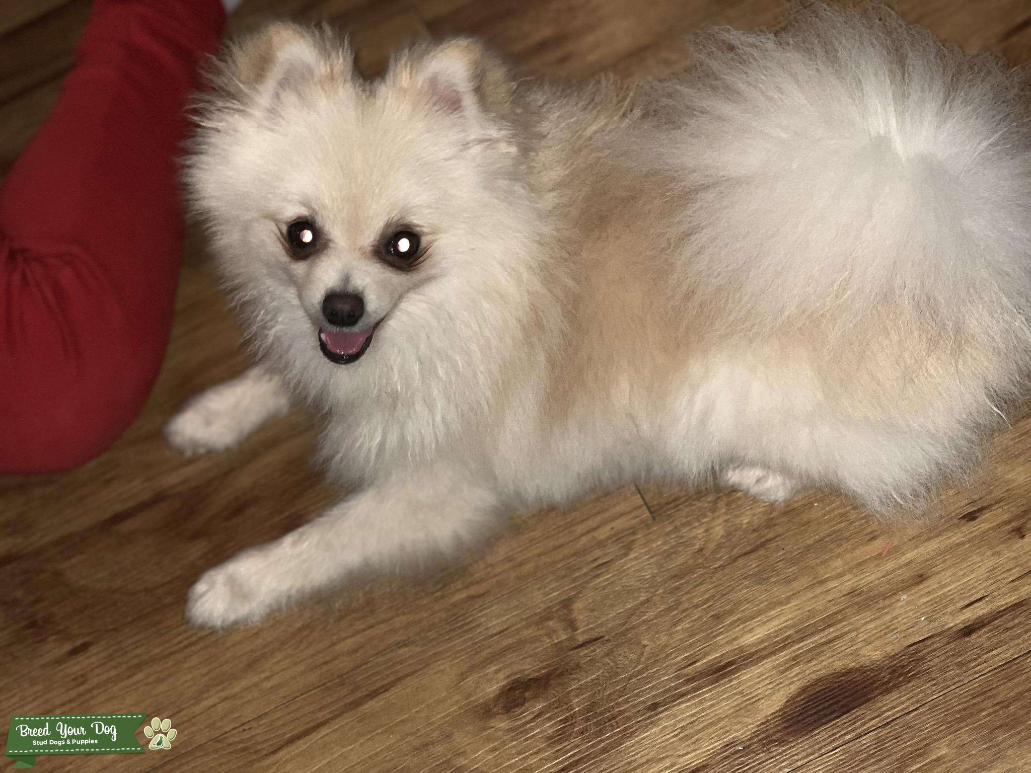 Stud Dog - White pom - Breed Your Dog