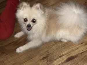 White pom Listing Image