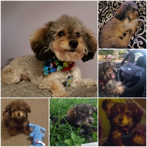 Pure Toy Poodle Stud- Rare Coloring Listing Image