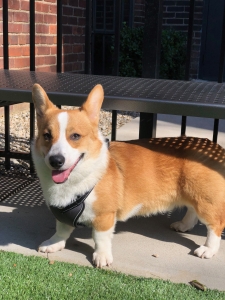 AKC registered Red & white Pembroke welsh corgi  Listing Image