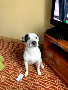 A Pretty Dog Ready for Puppies Listing Image