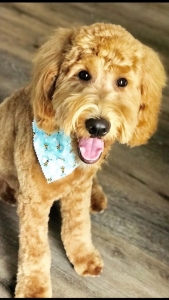 F1B Goldendoodle Stud Listing Image