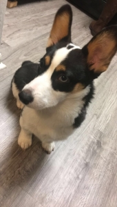 Corgi for stud Listing Image