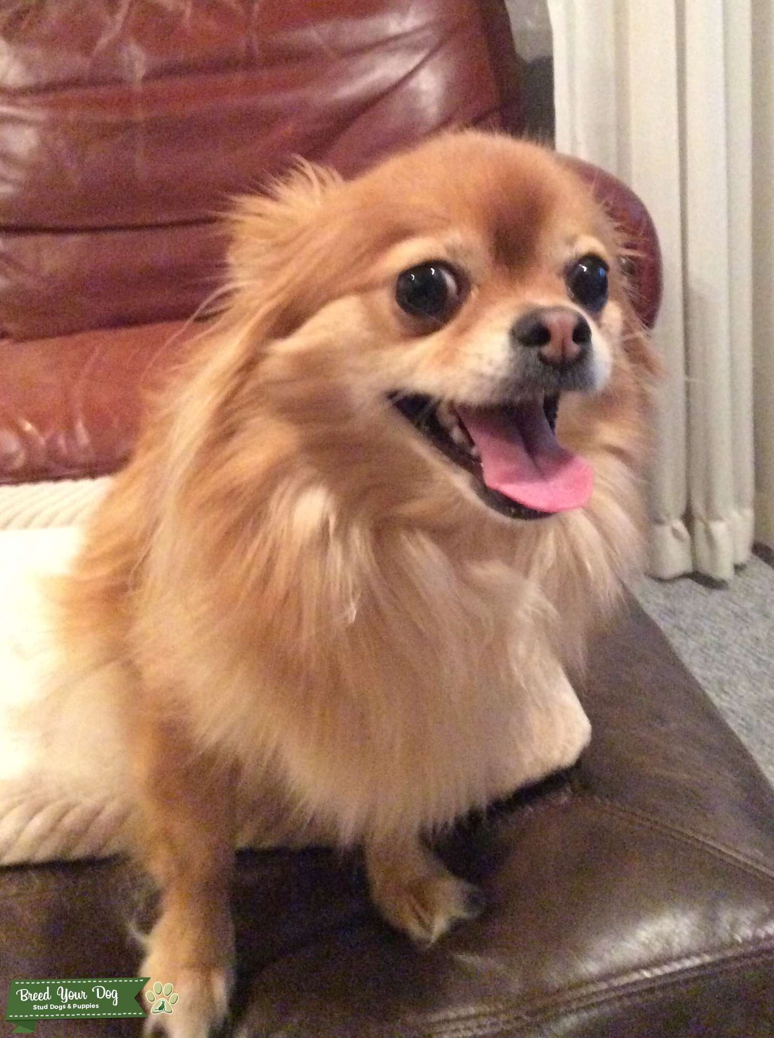 pomeranian chiwawa