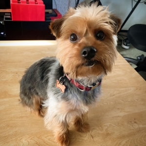 Purebred 15 lb. Yorkie Stud Listing Image